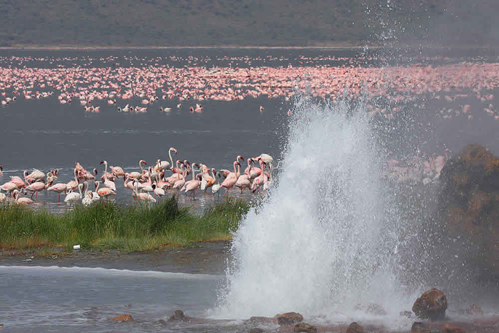 Amboseli Kenya Safari