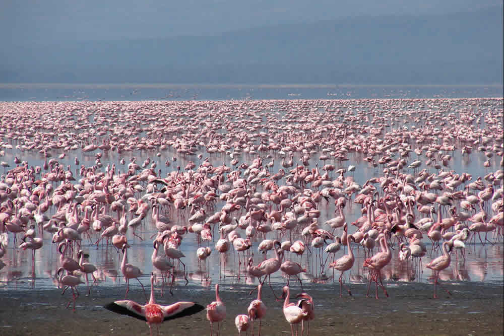 Amboseli Kenya Safari