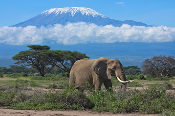  8 Days Amboseli, Manyara to Serengeti