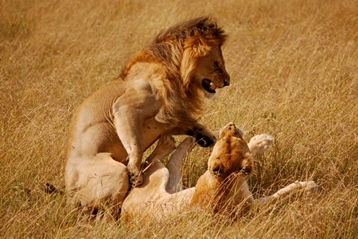 9 Days Best kenya Wildlife Adventure