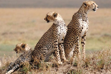 12 Days Tanzania Wildlife & Beach Safari