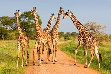 14 Days Combined Kenya & Tanzania Safari